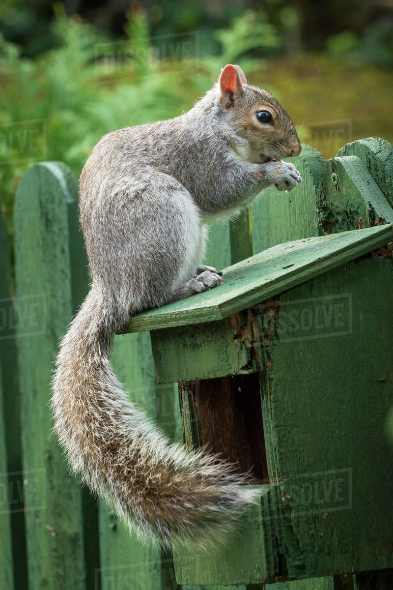 A Grey Squirrel photographed at a garden bird feeder in York, North Yorkshire, England, United