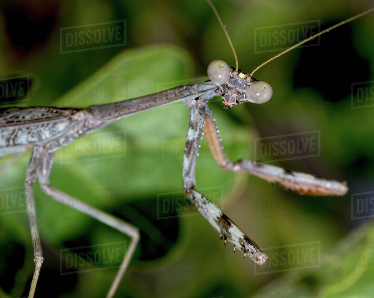 Closeup of a male Praying Mantis native to Arizona on the hunt for a female, Arizona, United