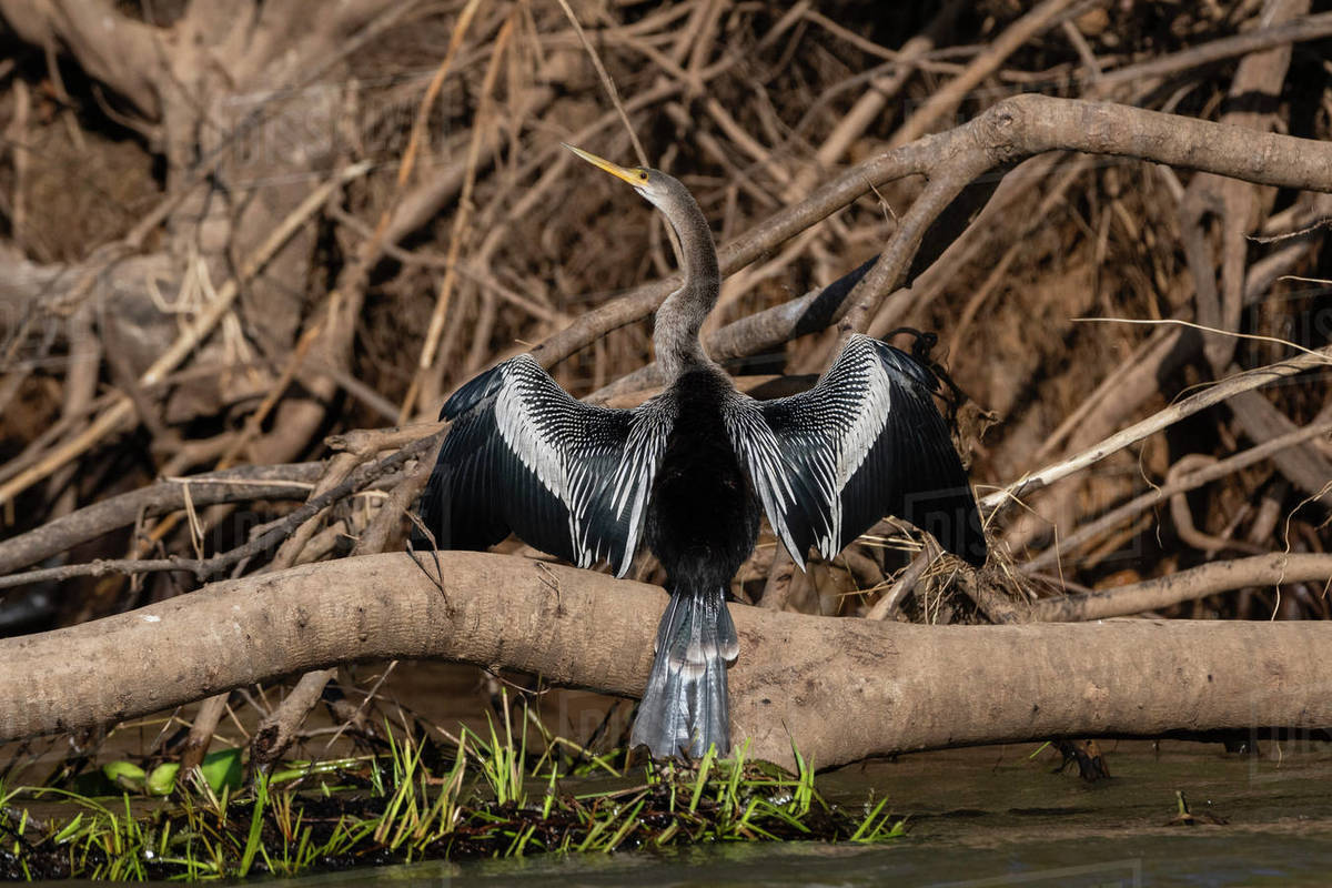 Anhinga (Anhinga anhinga), Pantanal, Mato Grosso, Brazil, South America ...