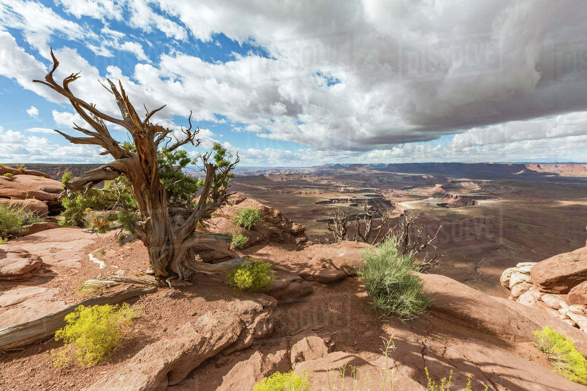 Desert landscape, Canyonlands National Park, Moab, Utah, United States