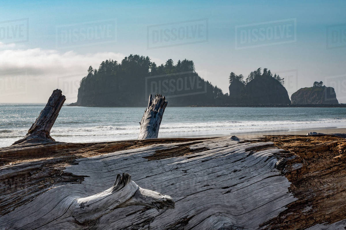 James Island With Driftwood On The Beach At La Push Pacific James Island With Driftwood On The Beach At La Push Pacific Northwest Coast Washington State United States Of America North