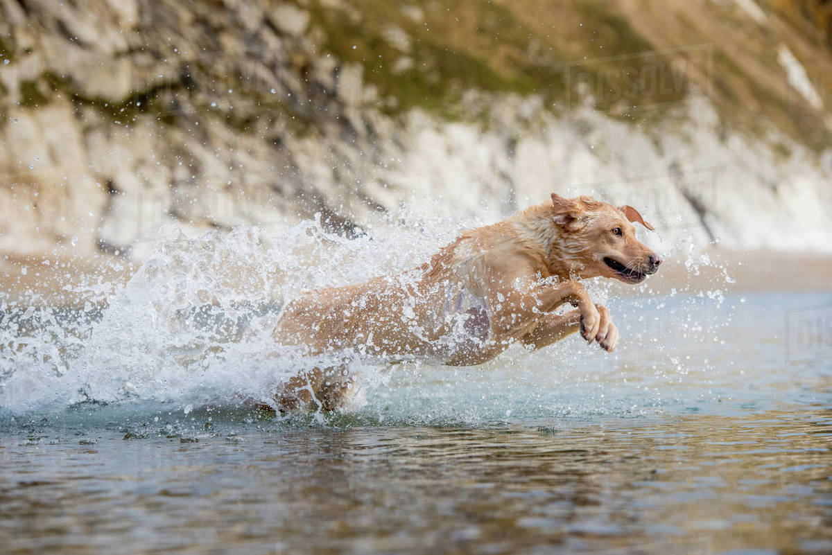 Golden labrador swimming on beach in Dorset, England, United Kingdom