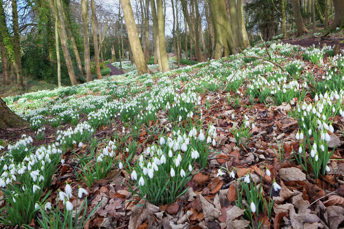 Snowdrops in woodland at the Rococo Garden, Painswick, The Cotswolds