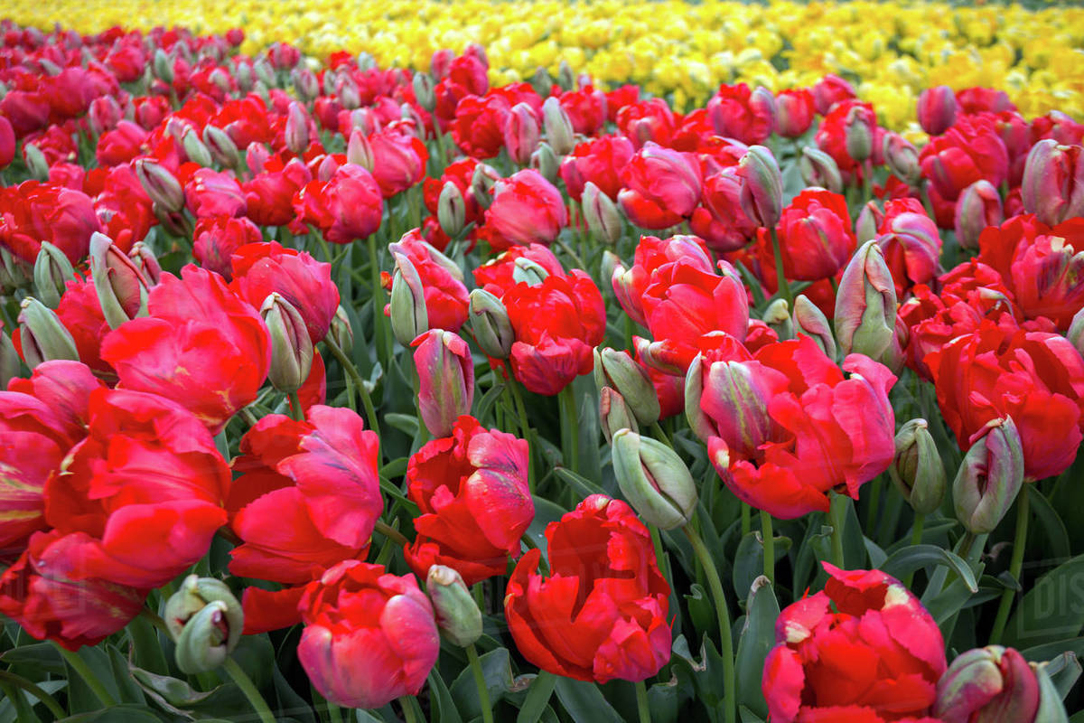 Famous Dutch flower fields during flowering rows of red and yellow