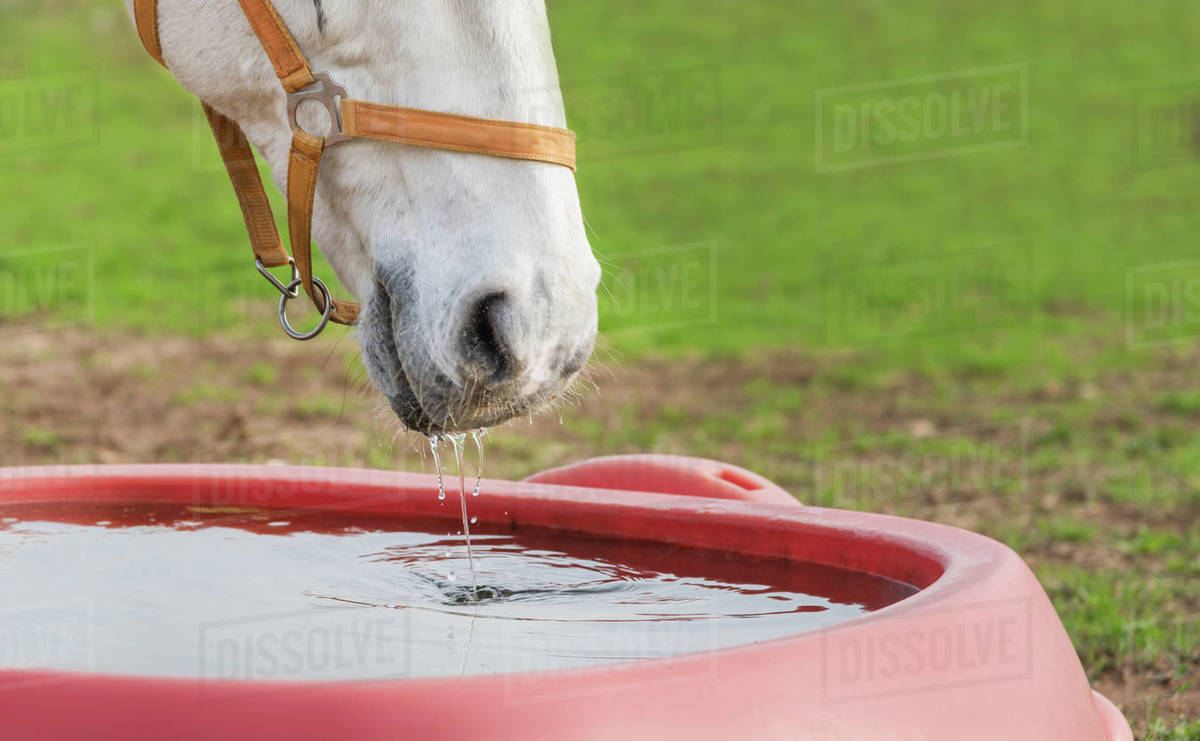 Close up horse drinking water. Stock Photo Dissolve