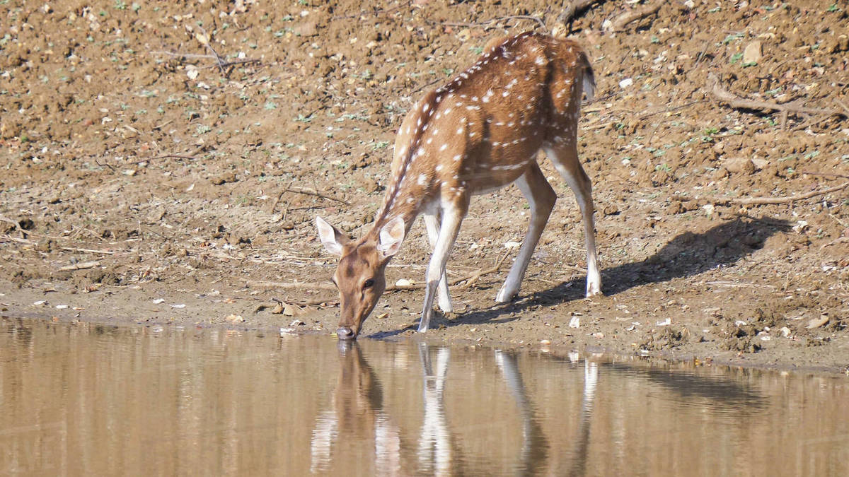 axis deer doe drinking from a waterhole at tadoba andhari tiger reserve