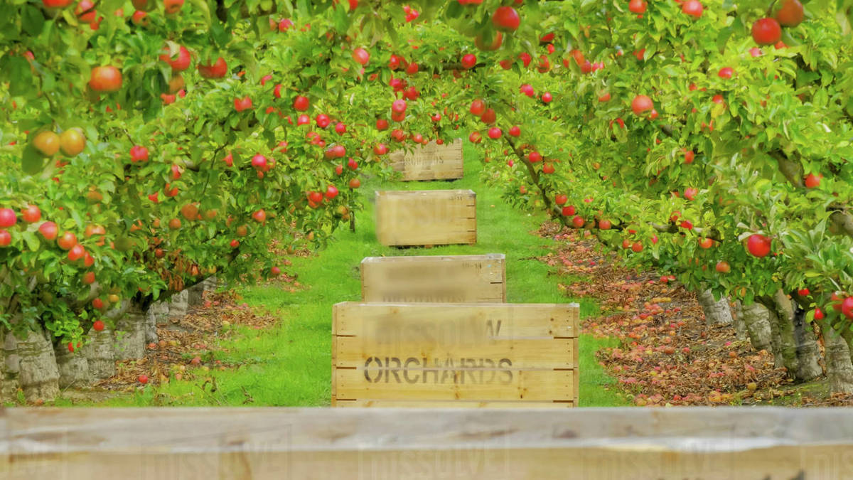 apple trees covered in ripe apples ready to be harvested and wooden