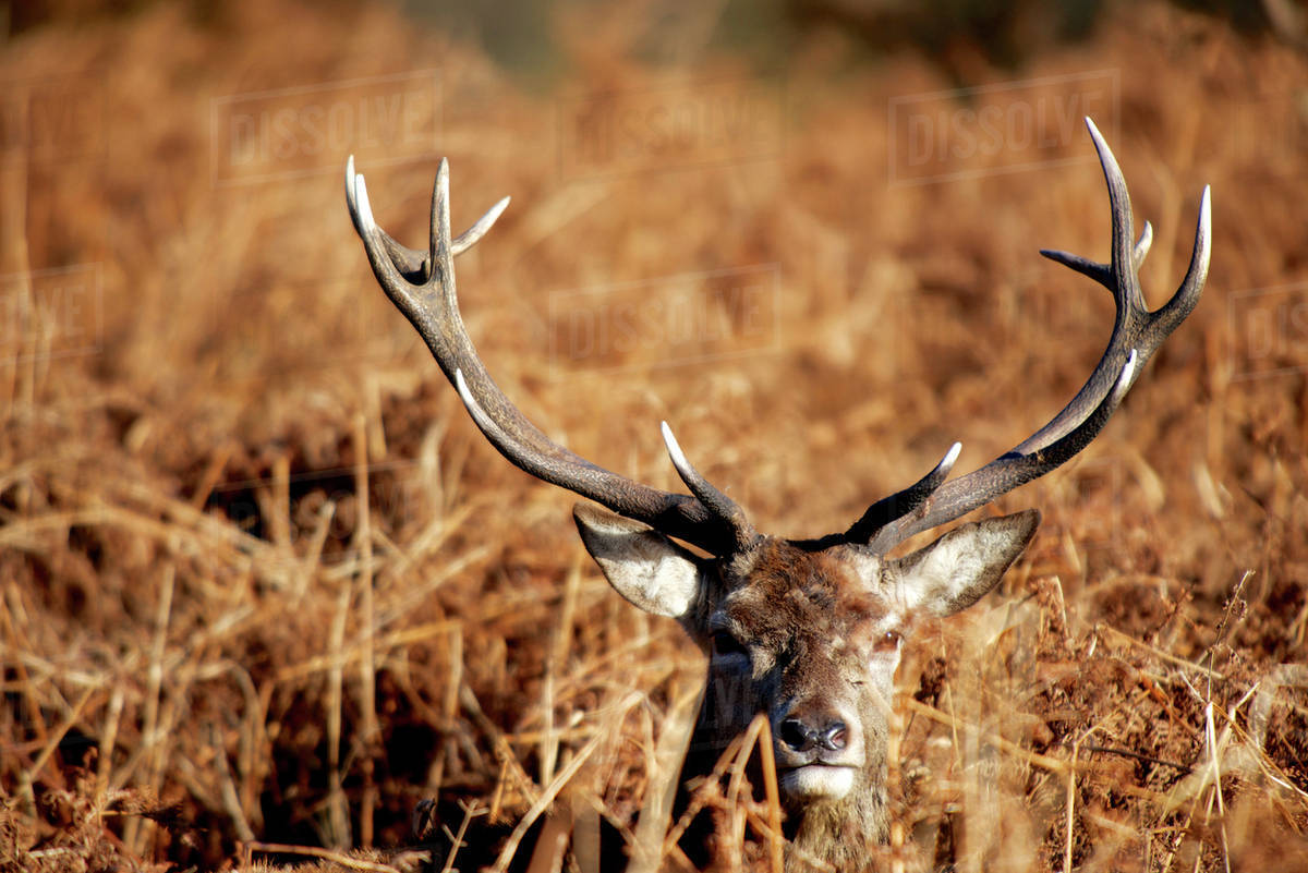 The King's Deer, red deer stags or bucks of Richmond Park, London, UK
