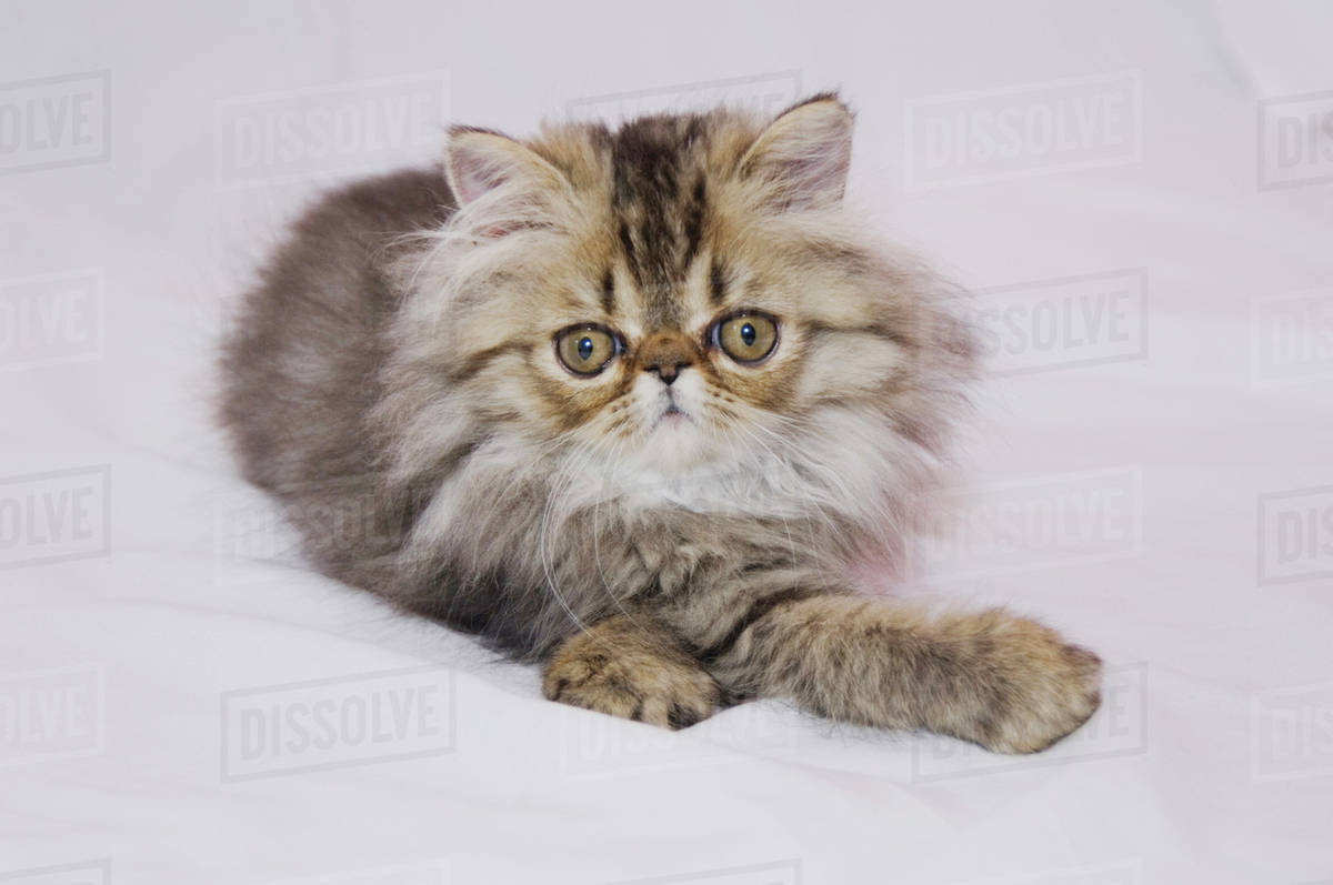 Persian Cat, Felis catus, Brown Tabby, Kitten, Hill Country, Texas, USA, July Royalty-free stock photo