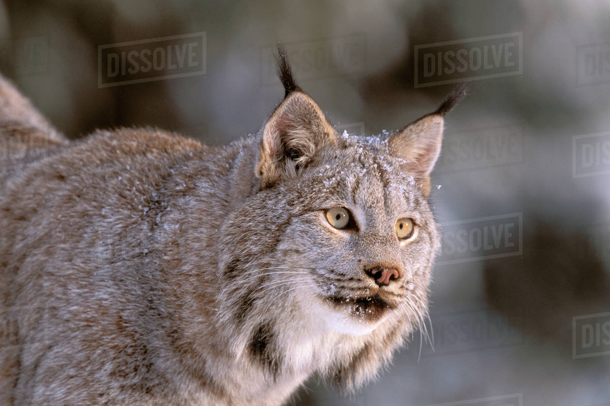 North America, USA, Alaska, Haines. Lynx (Felis lynx) Stock Photo