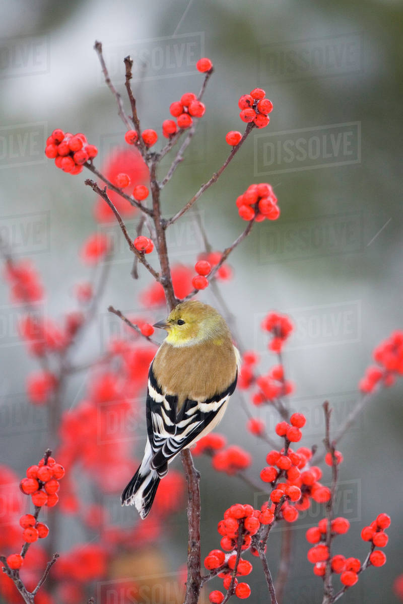 American Goldfinch (Carduelis tristis) in Common Winterberry (Ilex