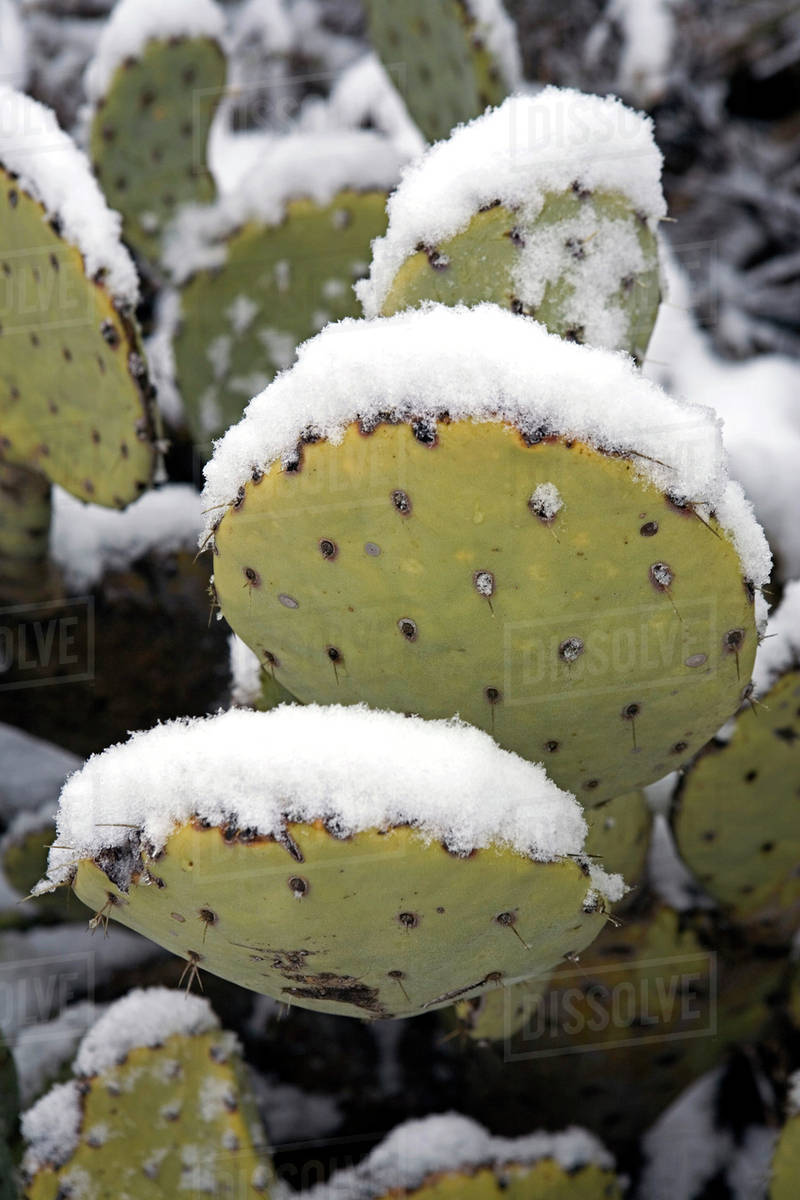 USA, New Mexico, Carlsbad. Prickly pear cactus in the snow in the  Chihuanhuan Desert of New Mexico, near Carlsbad. - Royalty-free Stock Photo  | Dissolve