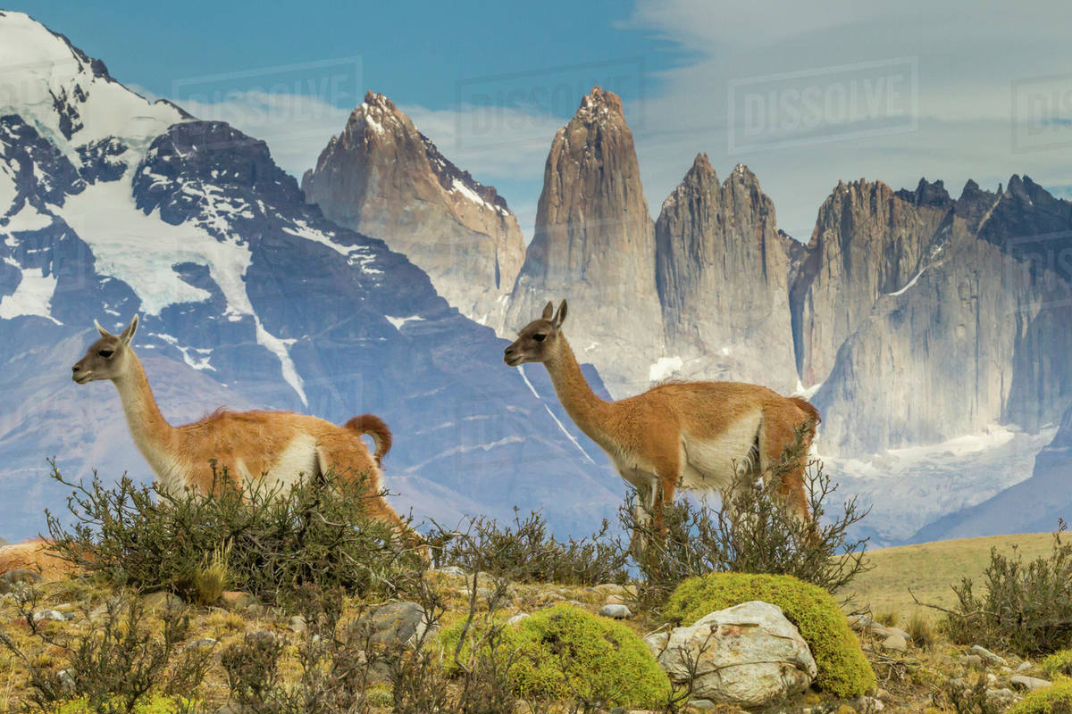 Patagonia South America >> South America Chile Patagonia Torres Del Paine Guanacos In Field D256 16 402 Patagonia South America >> South America Chile Patagonia Torres Del Paine Guanacos In Field D256 16 402