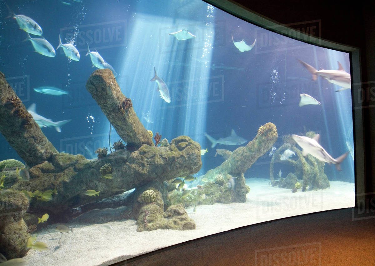 NM, New Mexico, Albuquerque, Albuquerque Aquarium, features salt water