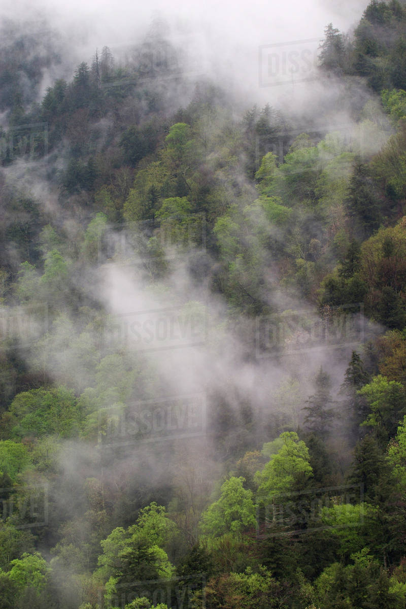 Mist rising from mountainside after spring rain, Great Smoky Mountains ...
