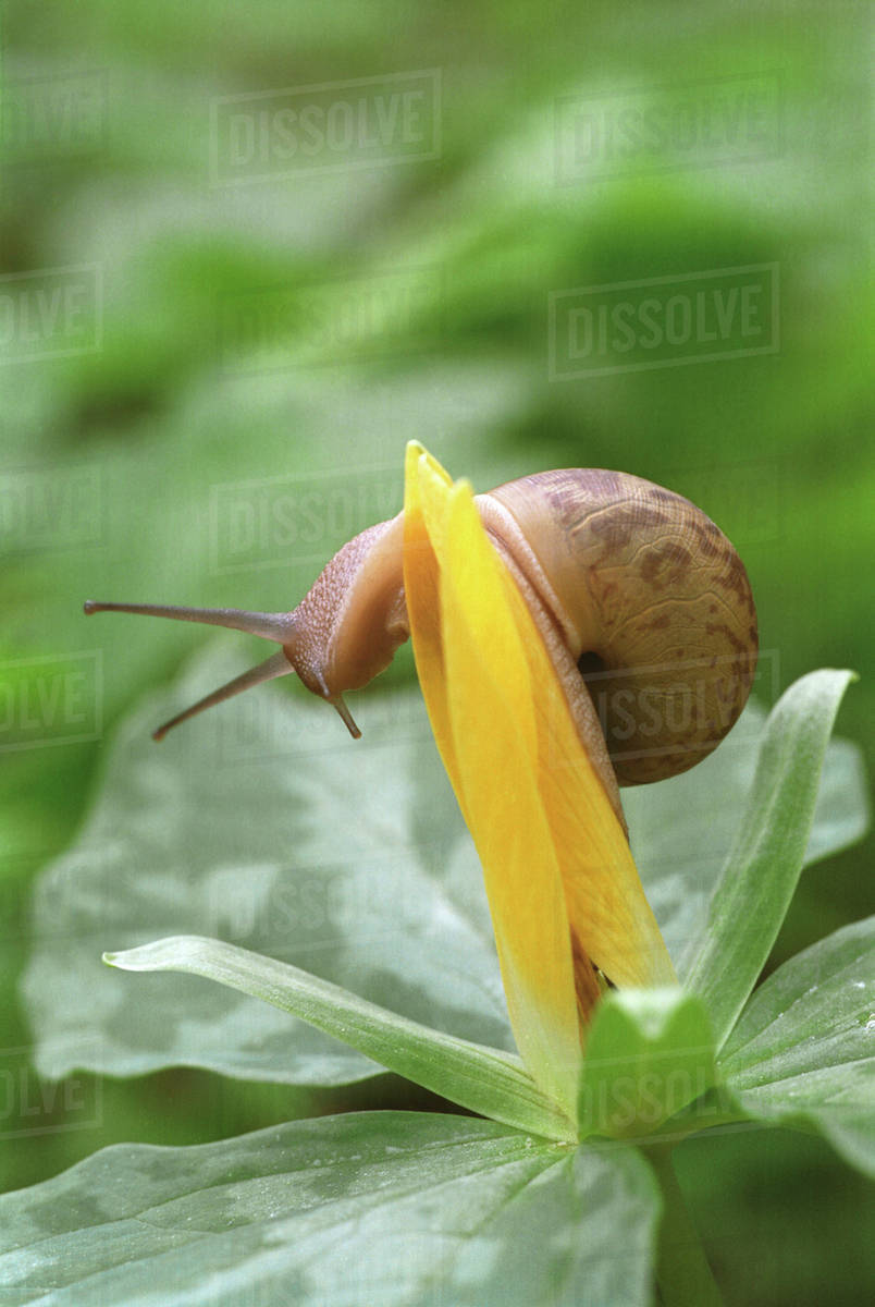 USA, Tennessee, Great Smoky Mountains National Park. Closeup of snail on trillium flower