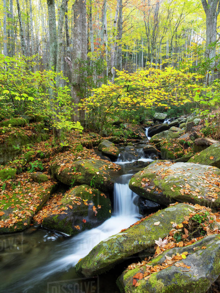 Tennessee, Great Smoky Mountains National Park, Roaring Fork Motor