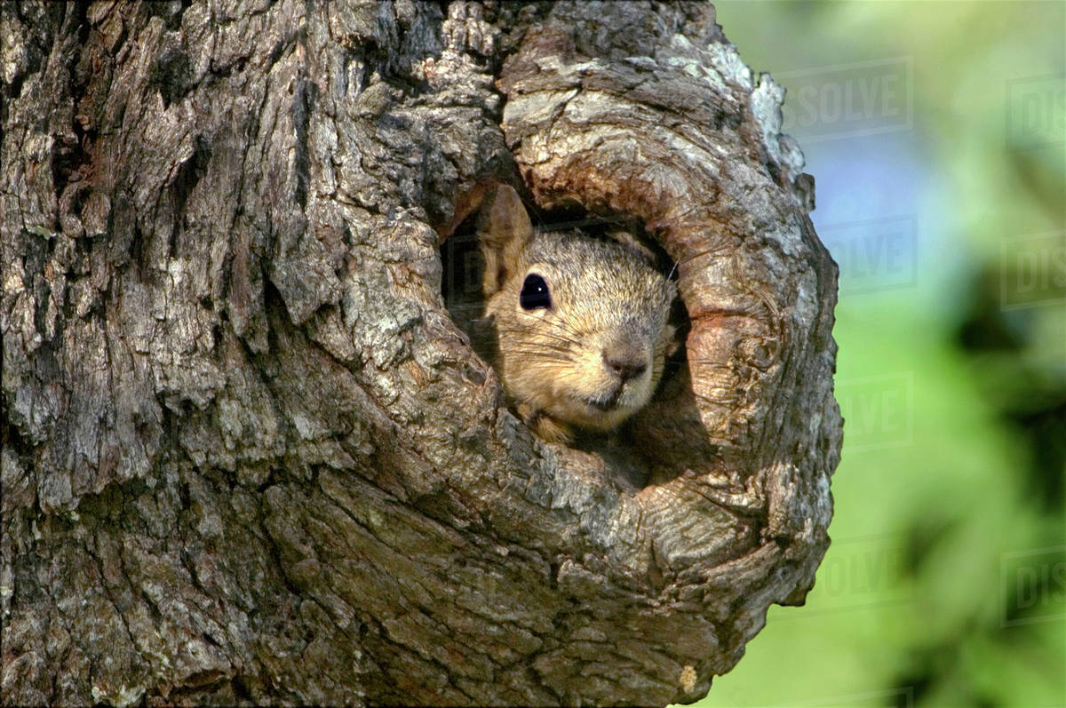 USA, Texas, Hill Country. Eastern fox squirrel peering out from tree cavity nest. Stock Photo