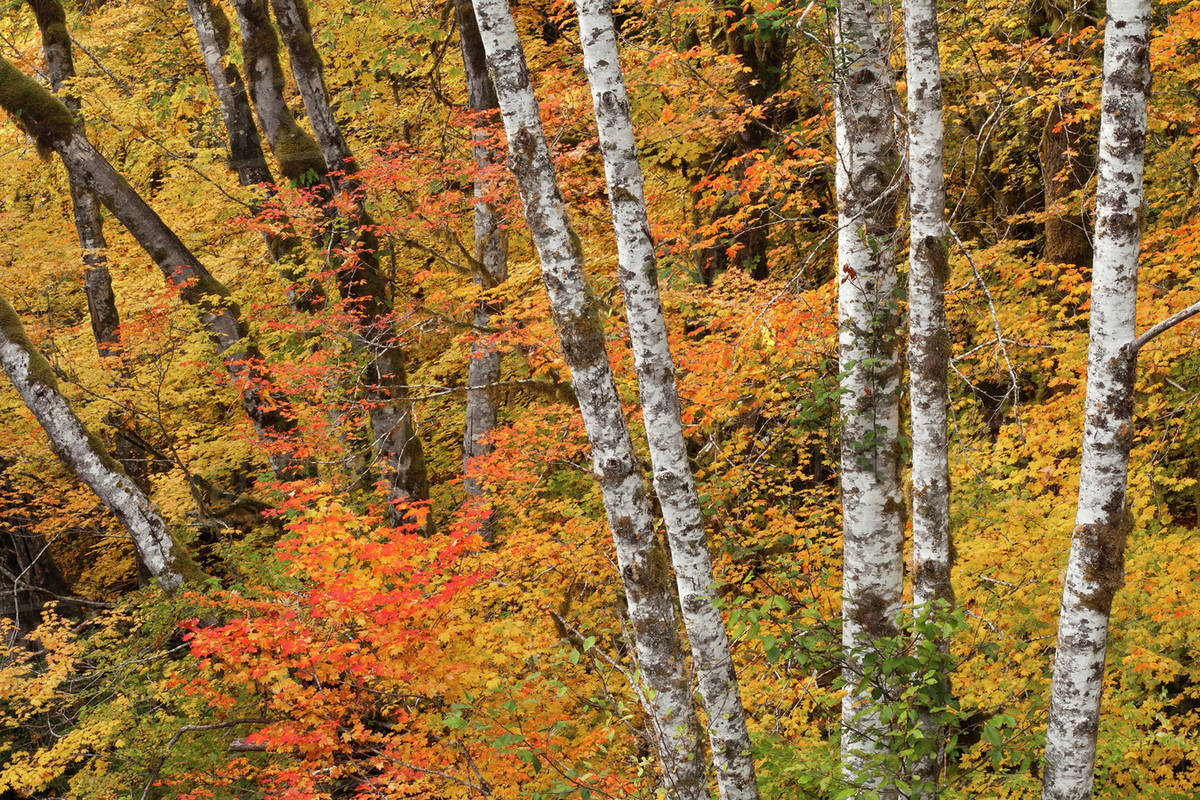 USA, Washington, Olympic National Park. Alder and vine maple trees in