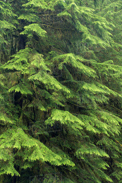 USA, Washington, Olympic National Park. Close-up of western hemlock ...