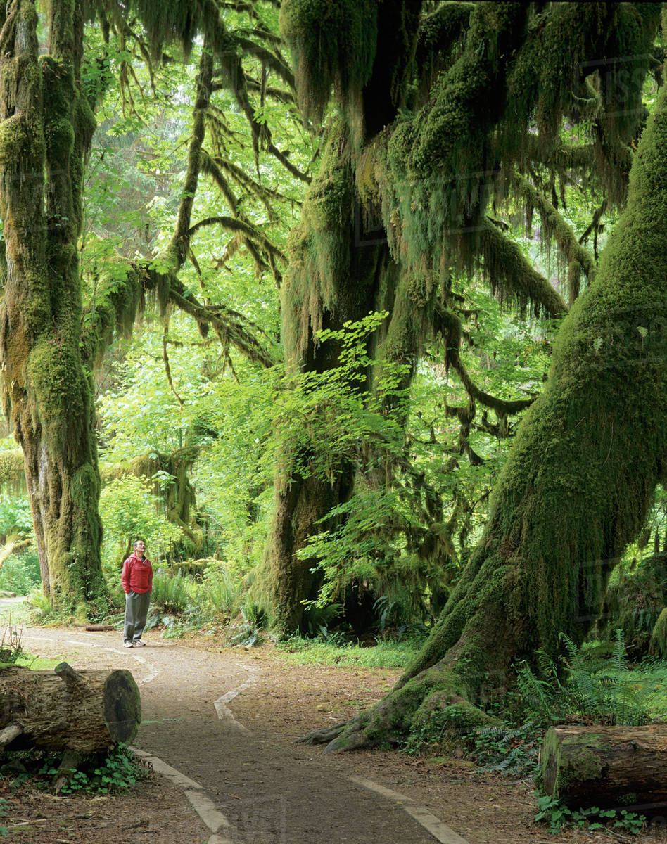 Wa Olympic National Park Hoh Rain Forest Hall Of Mosses With Trail And Hiker Big Leaf Maple Trees With Oregon Selaginella Moss Stock Photo Dissolve