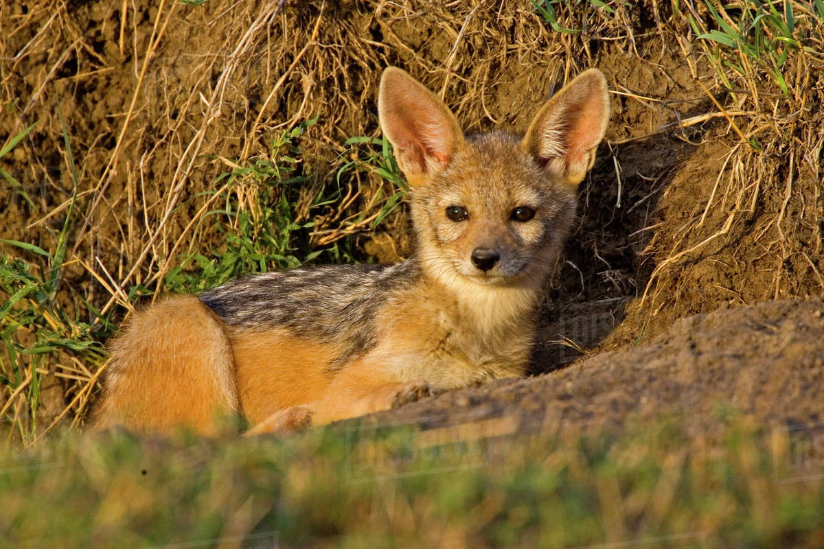 Silver backed Jackals Careing For Each Other In The Brush Of Maasai 