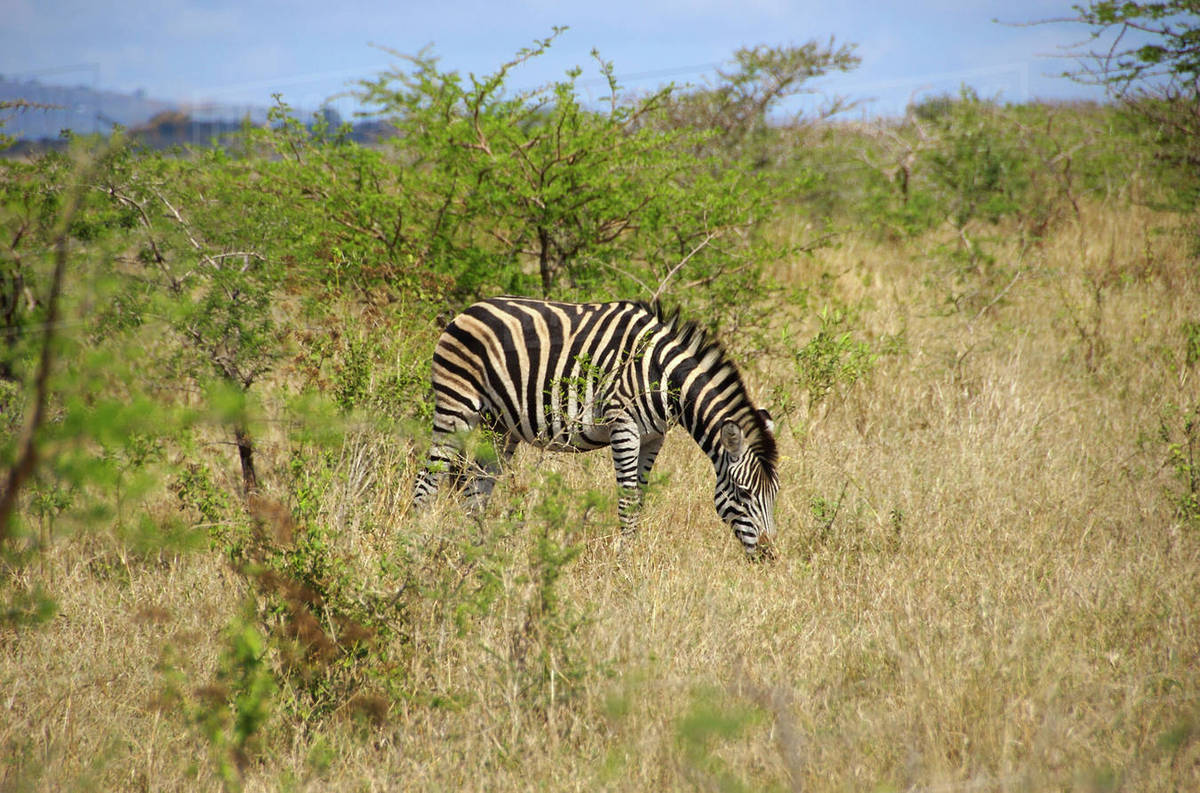 Africa, South Africa, KwaZulu Natal, Hluhluwe, zebra in Zulu Nyala Game