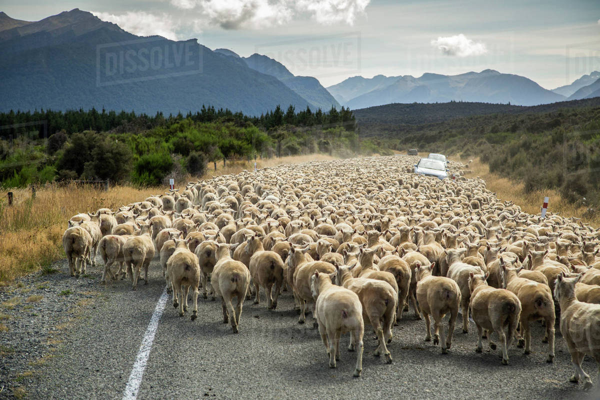 a herd of sheep