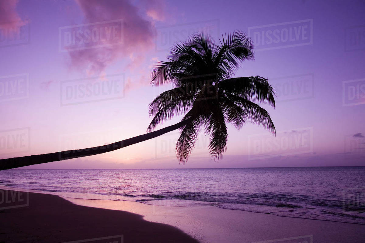 Lone palm tree at sunset, Coconut Grove beach at Cade's Bay Stock