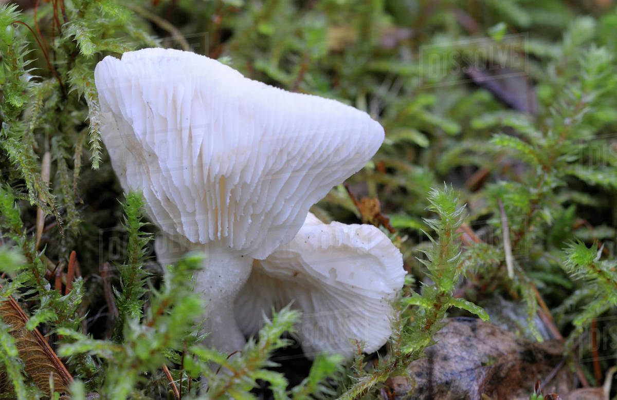 Canada, British Columbia, Vancouver Island. White Chanterelle