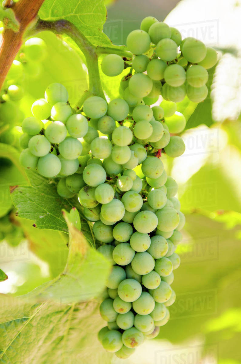 Grape vines at Mission Hill Family Estate, Kelowna, British Columbia