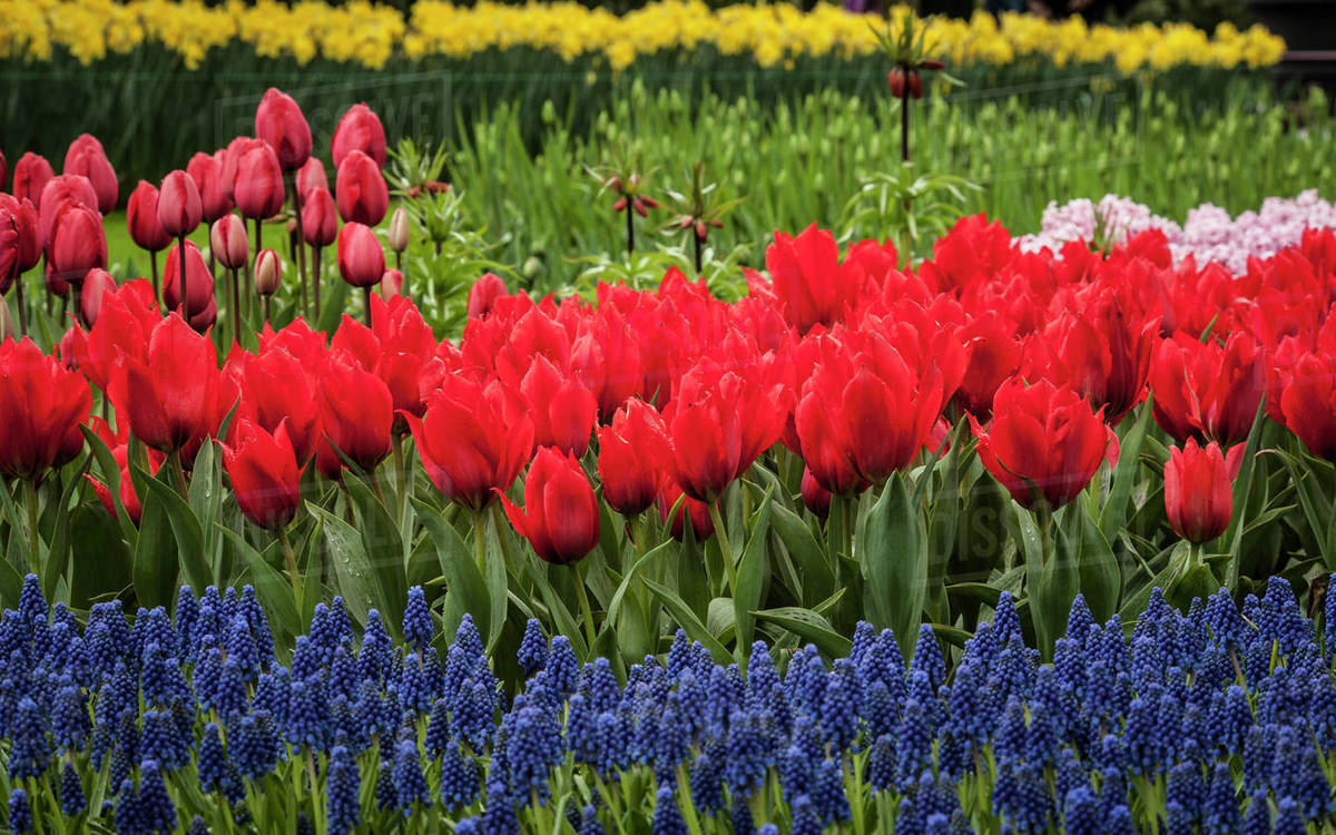 Clusters of various flowers growing together in Holland Stock Photo