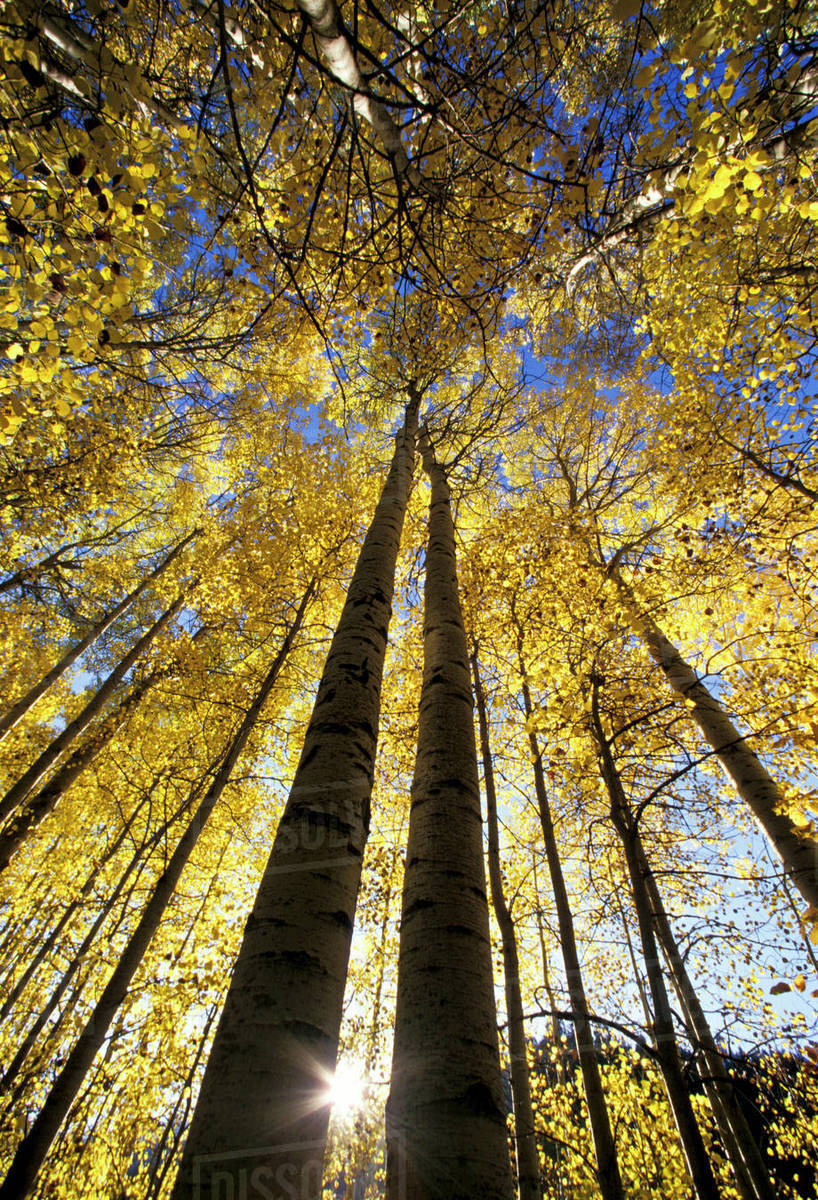 Autumn Aspen Trees Fall Colors Golden Leaves And White Trunk