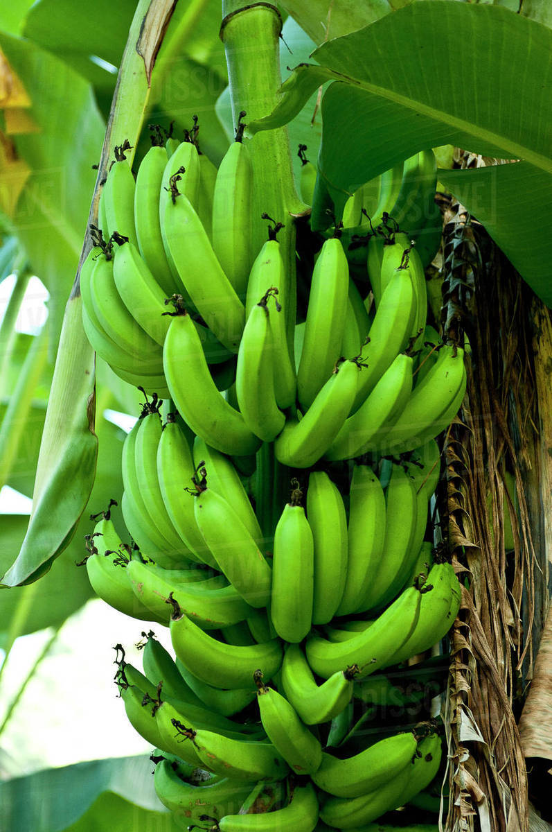 Bananas growing on Tutuila Island, American Samoa. Stock Photo Dissolve