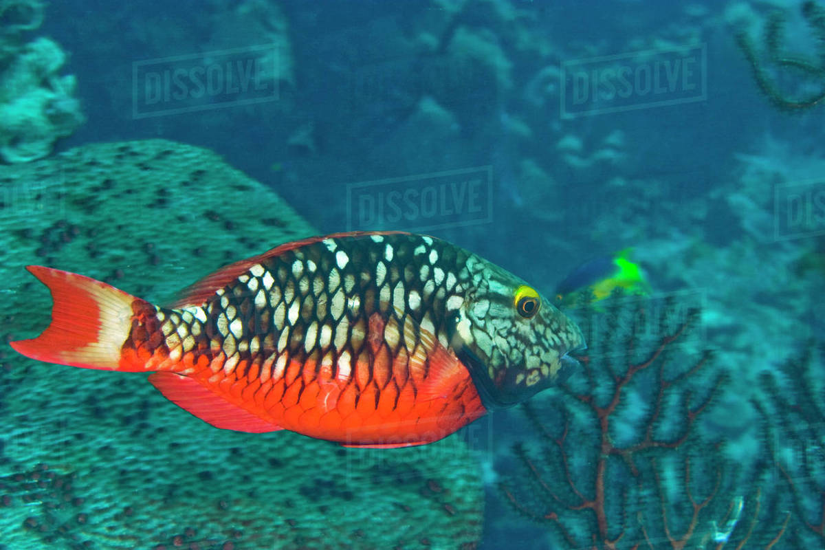 Stoplight Parrotfish (Sparisoma varide) Hol Chan Marine Preserve