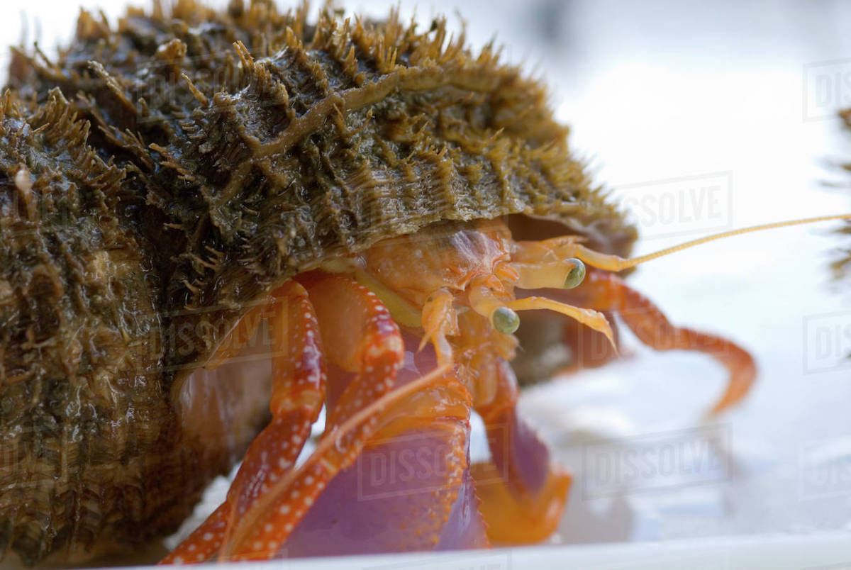 North America, USA, AK, Inside Passage. Alaskan Hermit Crab (Pagurus