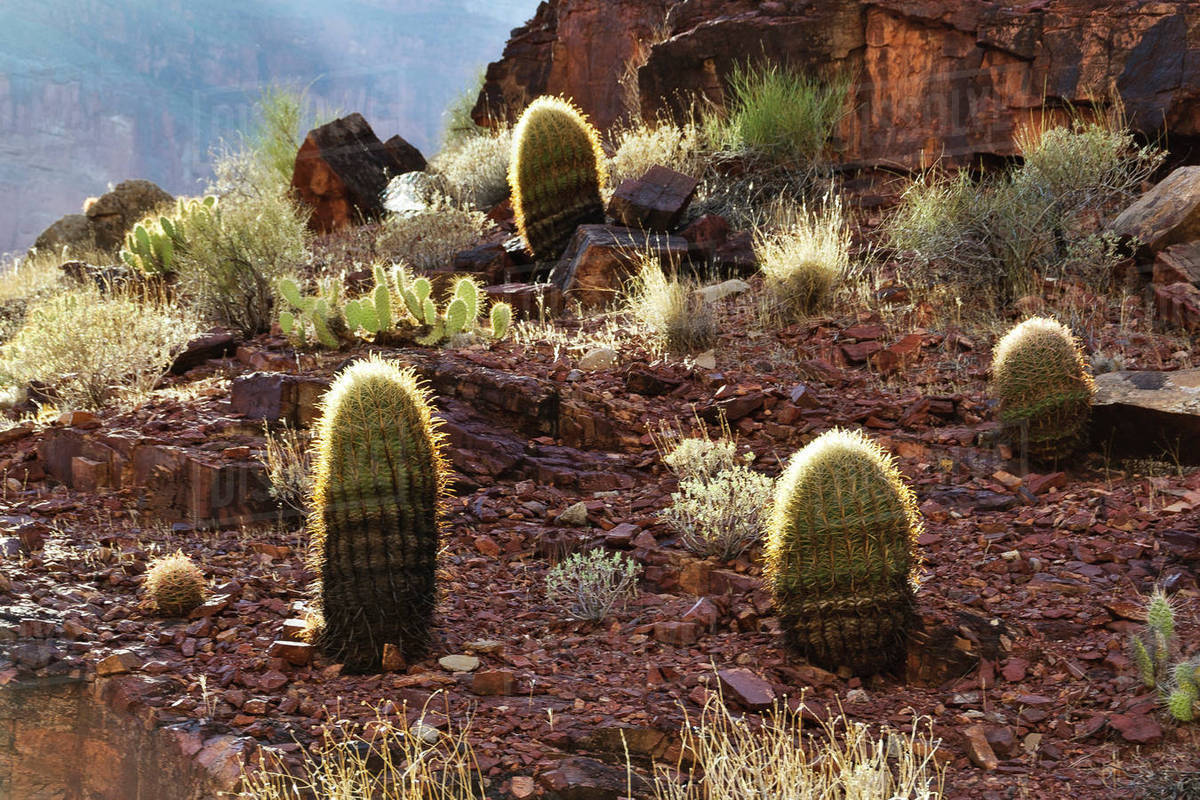 dragon cactus plant Buy Hylocereus Undatus Dragon Fruit Cactus Plant Online main image 0