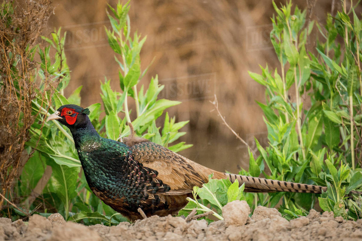 USA, California, Central Valley, San Joaquin River Valley, Grasslands