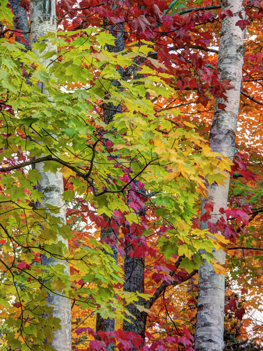 USA, Michigan, Upper Peninsula. Autumn colors of maple leaves ...
