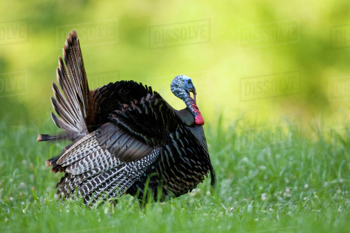Eastern Wild Turkey (Meleagris gallopavo) gobbler strutting in field