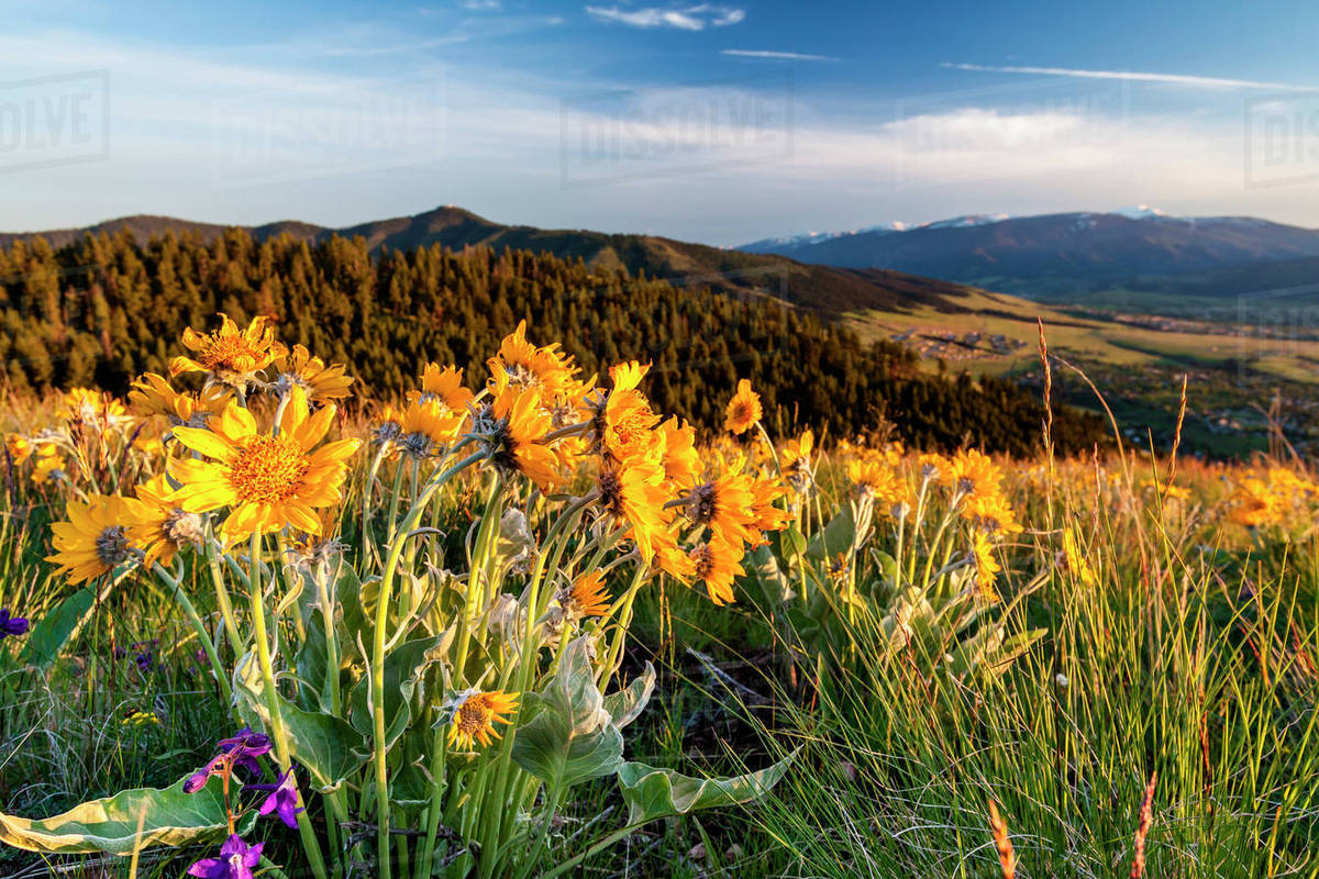 Valley Of Flowers Montana Best Flower Site
