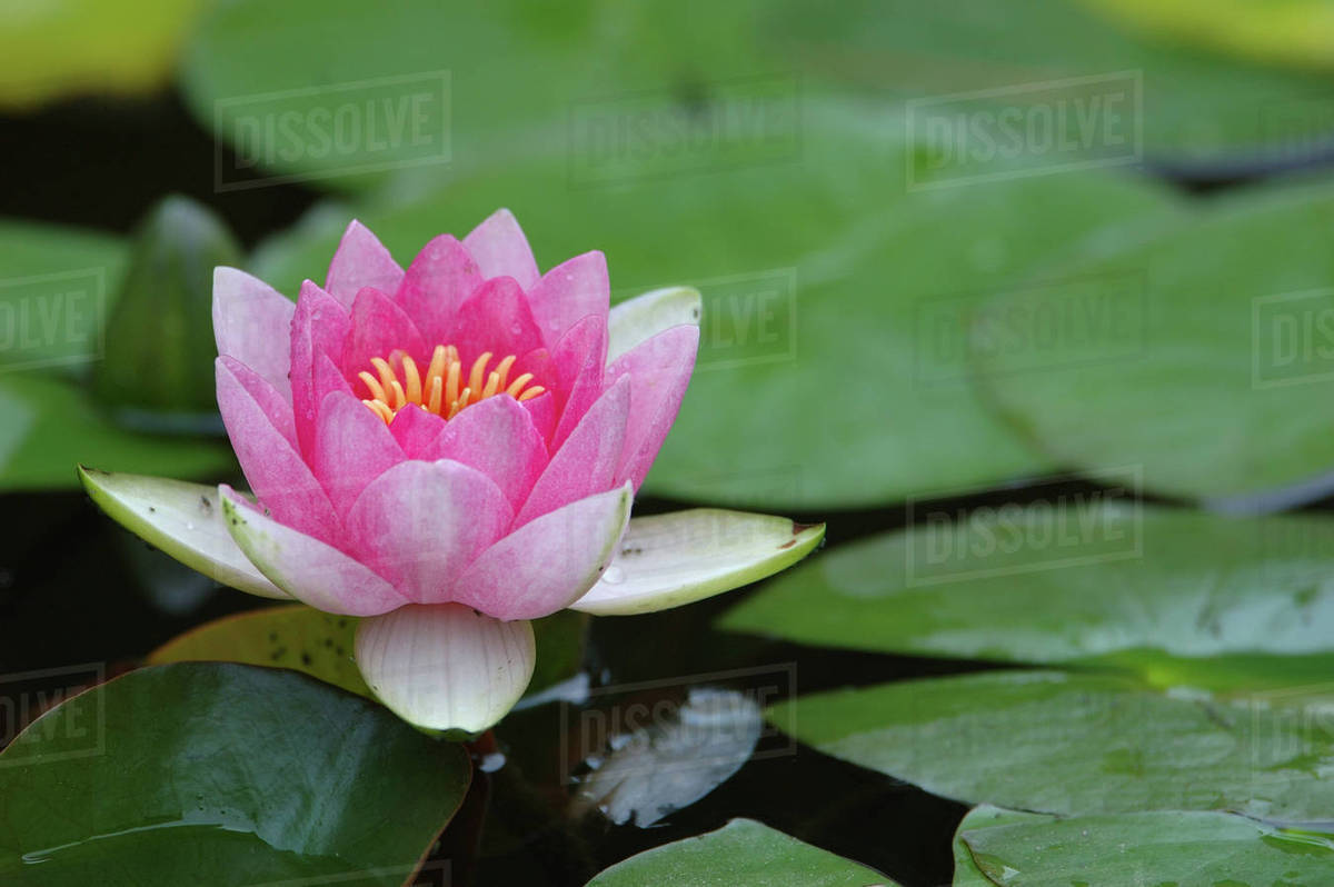 Saratoga Springs, NY, USA, lily pads in fountain at Yaddo Gardens Royalty-free stock photo