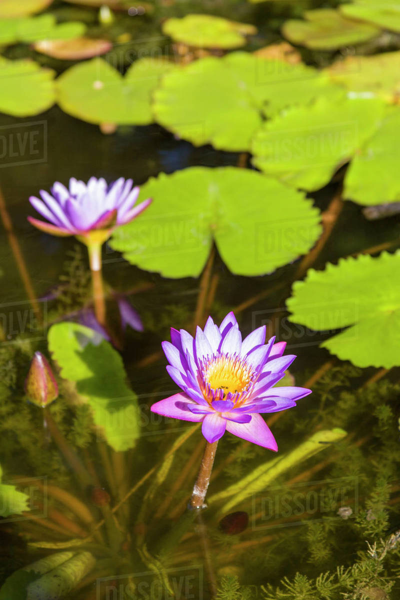 Usa Austin Texas Water Lily Zilker Botanical Garden Zilker