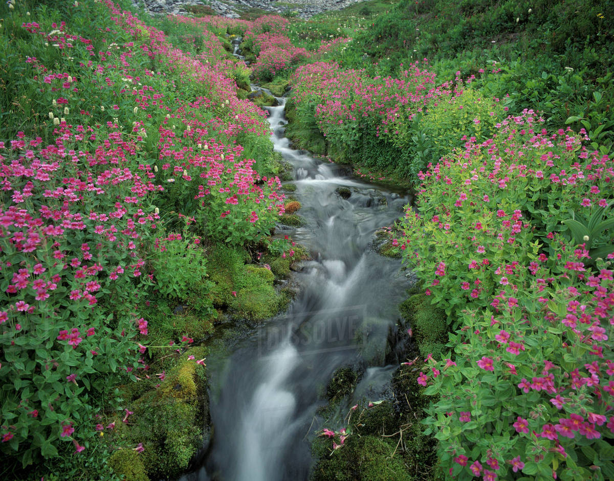 N A Usa Washington Mt Rainier National Park Pink Monkey Flower Next To Mountain Stream Stock Photo Dissolve