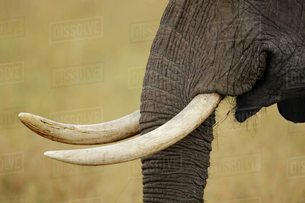 Kenya, Masai Mara National Wildlife Reserve, Keekorok Lodge. Profile closeup of African