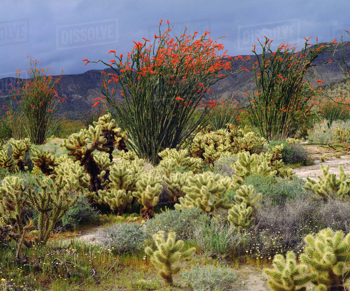 USA, California, Anza-Borrego Desert State Park. Blooming Ocotillo and