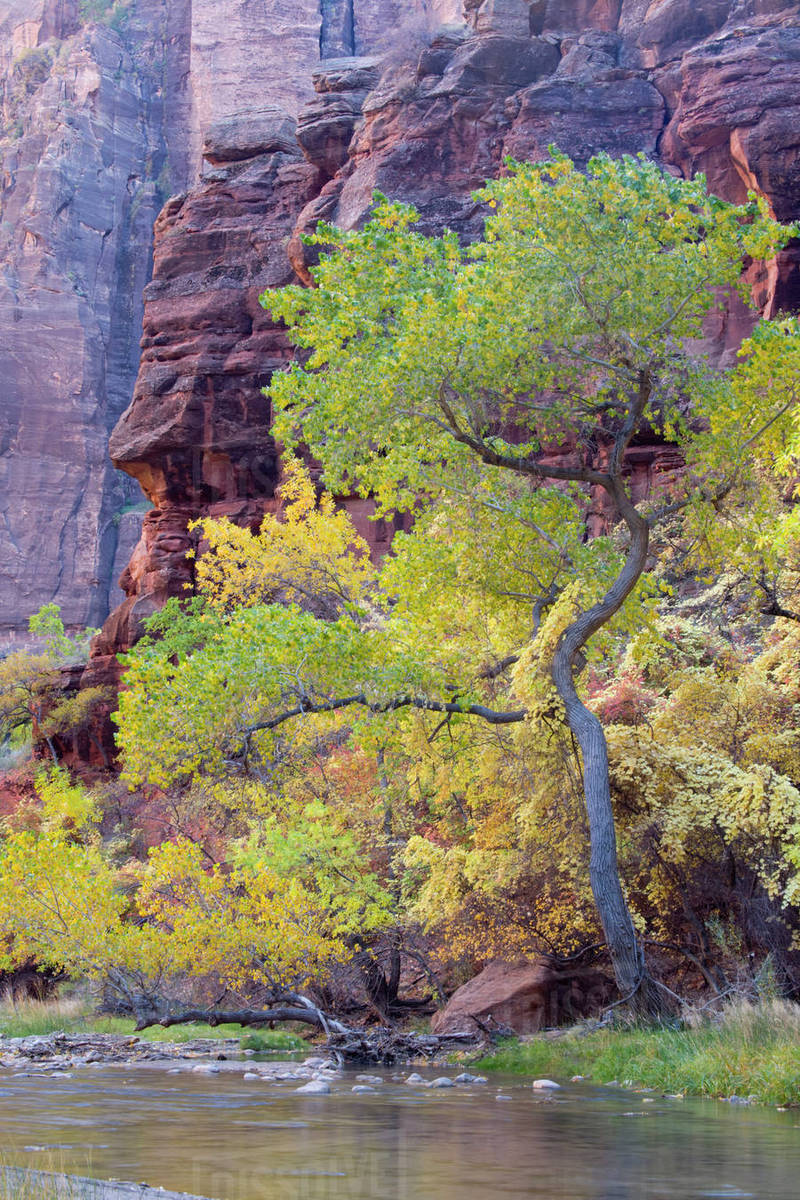 UT, Zion National Park, Zion Canyon, Cottonwood trees, along the Virgin River Stock Photo