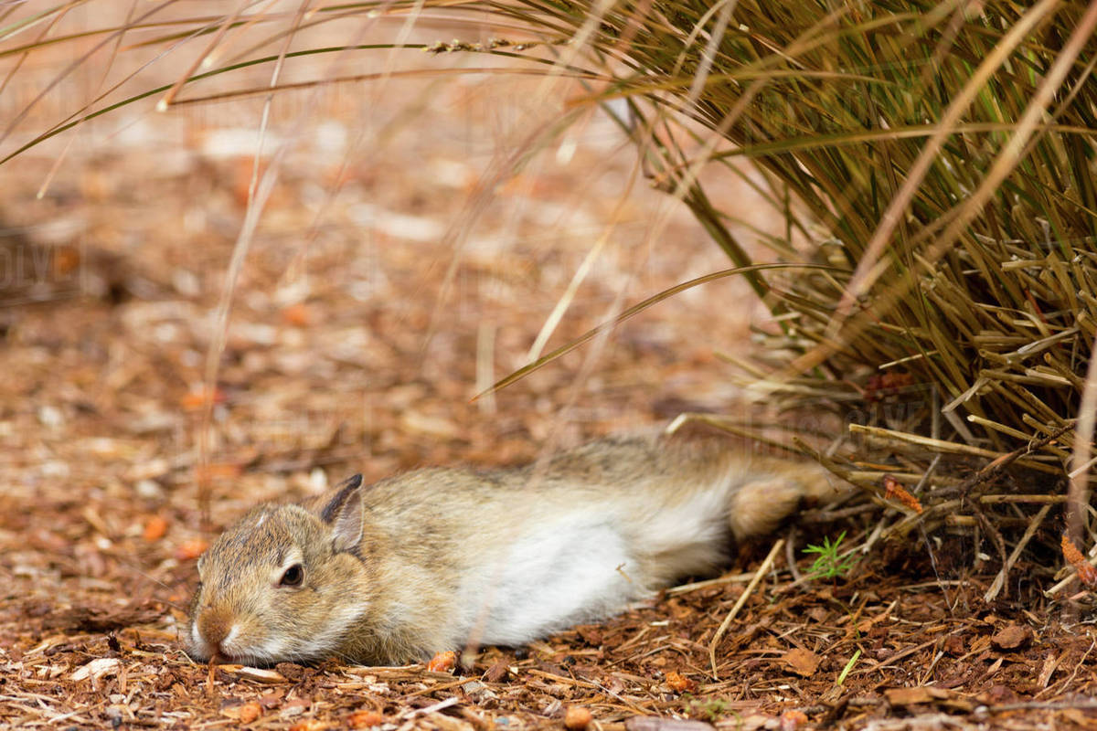 WA, Redmond, Eastern Cottontail baby rabbit (Sylvilagus Floridanus ...