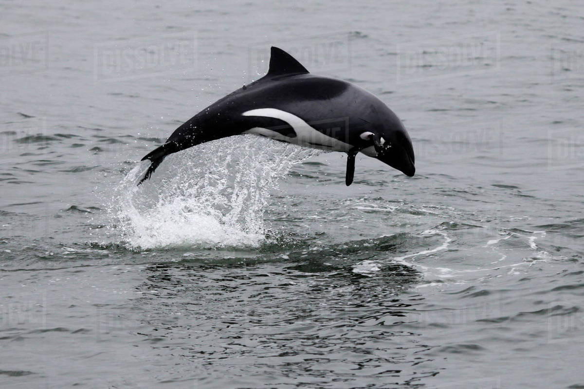Namibia, Walvis Bay. The Heaviside's Dolphin, or Haviside's Dolphin