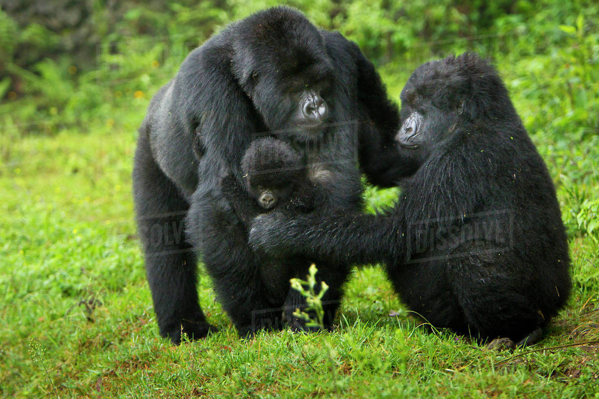 Africa Rwanda A Blackback Young Adult Male Mountain Gorilla Gorilla Gorilla Beringei With A Female And Juvenile Of The Kwitonda Group Just Outside The Buffalo Wall Stock Photo Dissolve